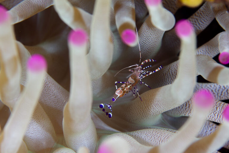 Peterson shrimp Curacao