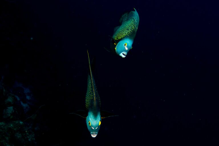 Night Dive Curacao