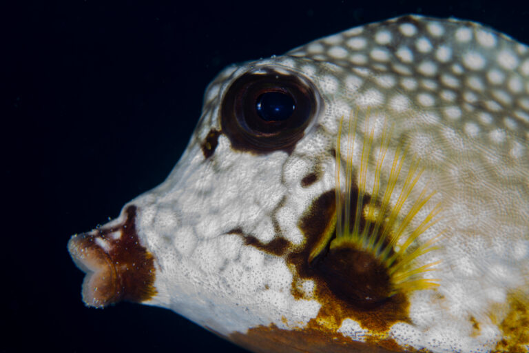 Trunkfish Curacao