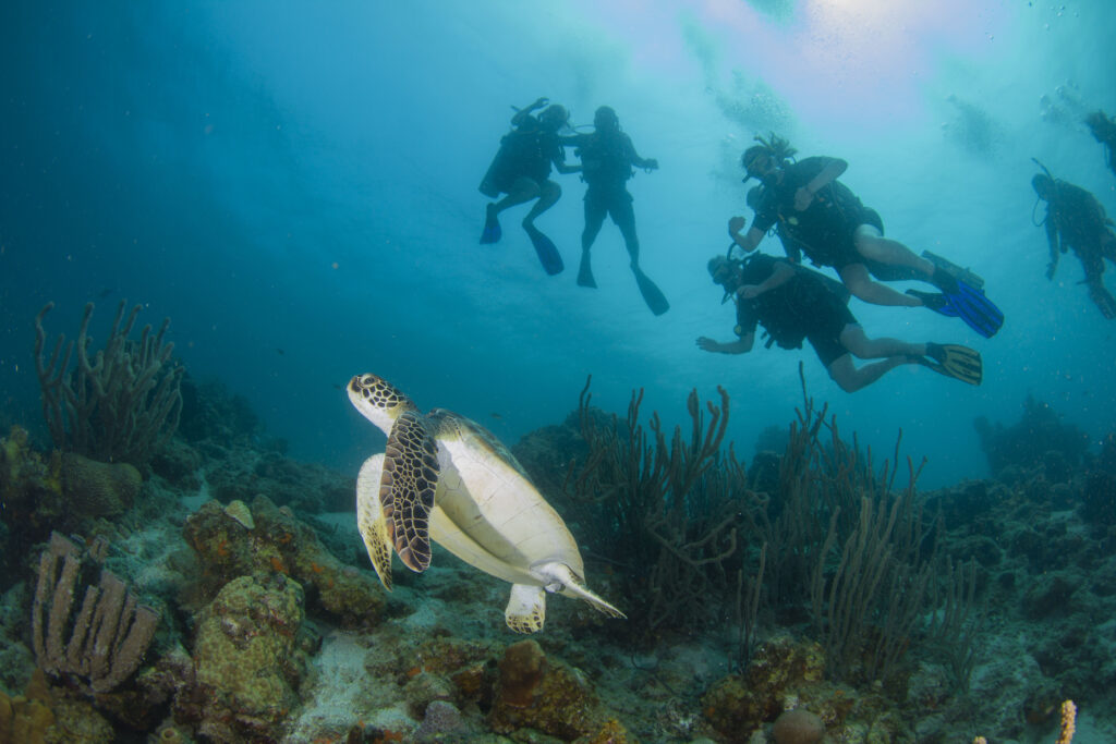 Turtle Divers Curacao