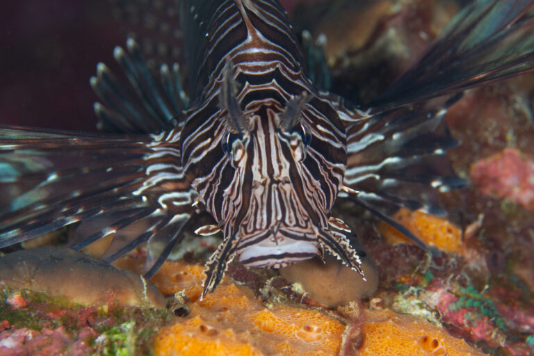 lionfish curacao