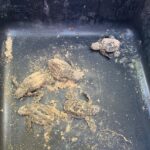 Weak baby turtles saved, waiting for sunset release