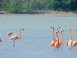 Zoutpannen flamingo