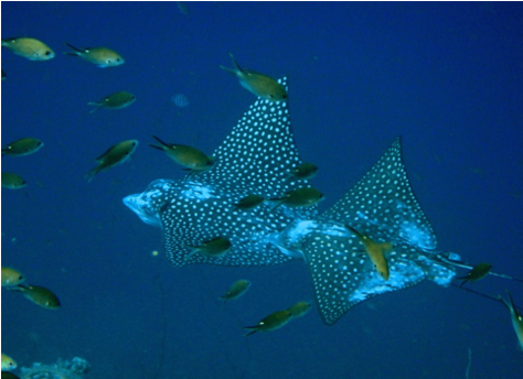Boat Dive eagle rays